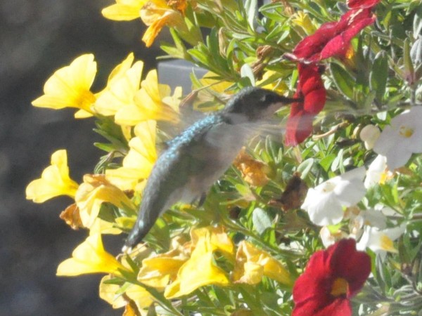 Hummingbird in Nova Scotia.