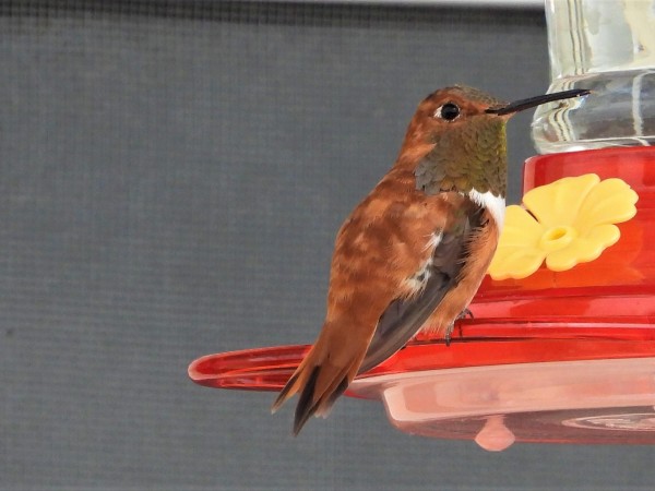 Male Rufous Hummingbird in New Mexico.