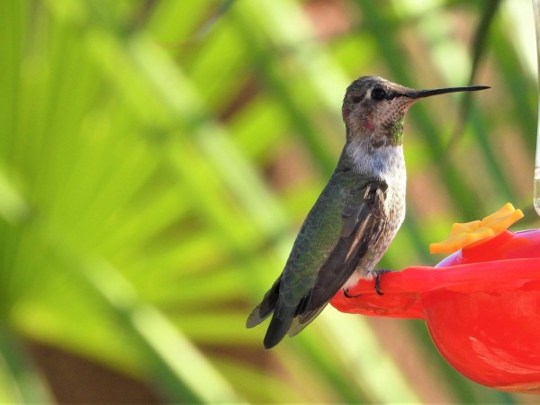 Anna's Hummingbird in New Mexico