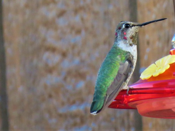 Anna's Hummingbird in New Mexico