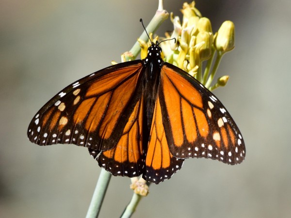 Monarch in Morristown, AZ
