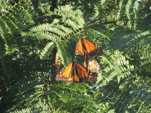 Monarchs in Oxnard, California.