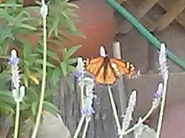 Monarch in Tempe, Arizona