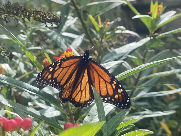 Monarch in South Carolina.