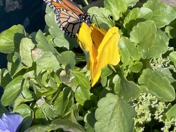 Monarch in North Carolina