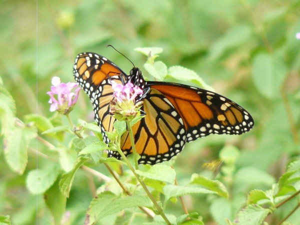 Monarch in Texas.
