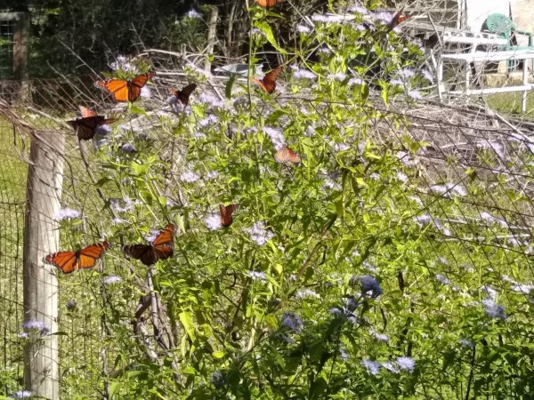 Monarchs in Austin, TX