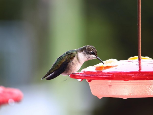 Juvenile Ruby-throated Hummingbird at feeder in Missouri.