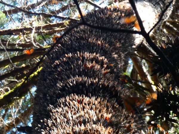 Monarch cluster in Mexico.