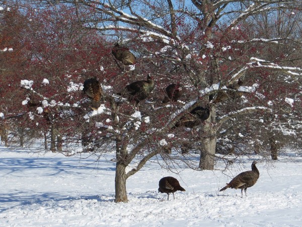Turkeys in the Arb.