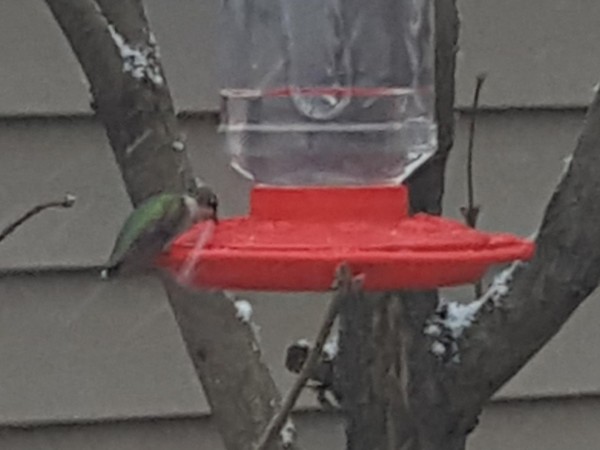 Ruby-throated Hummingbird in Wisconsin.