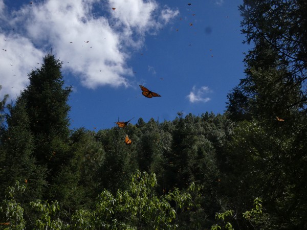 Butterflies leaving La Lagunita