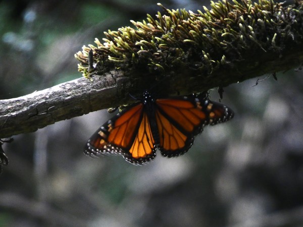 El Llano monarch visitor.
