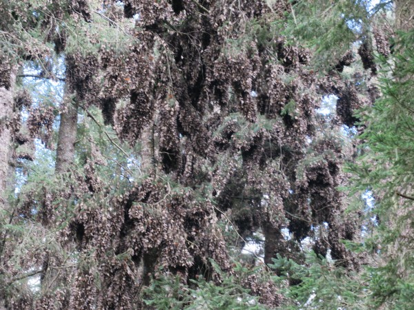 Clusters of Monarchs at El Rosario
