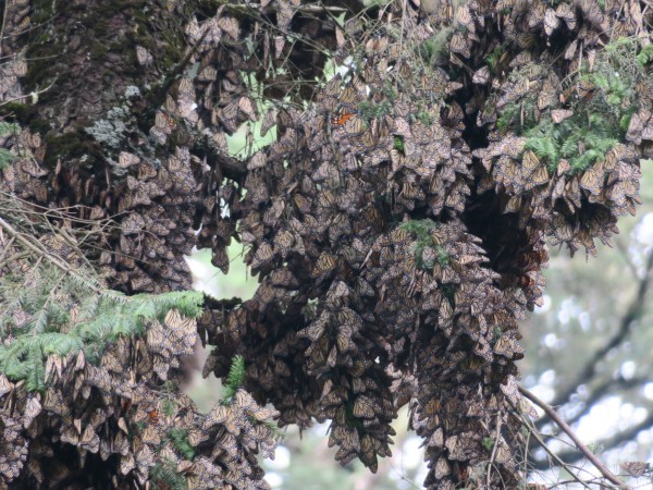 Clusters of Monarchs at Sierra Chincua