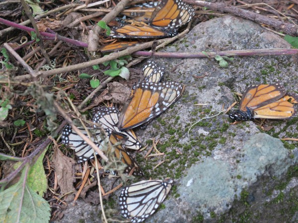 Deceased monarchs at Sierra Chincua Sanctuary.