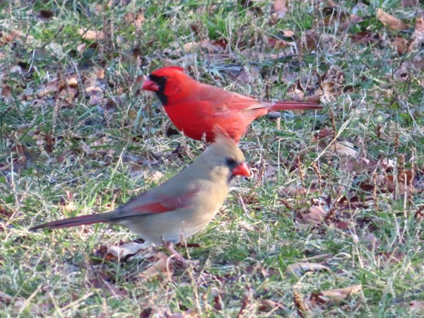 Male and Female Northern Cardinal