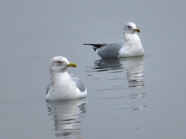 Herring Gull and Ring-billed Gull