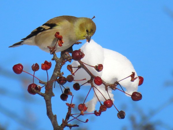 American Goldfinch.