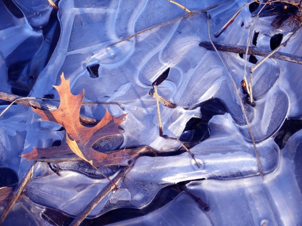 Oak Leaf and Ice