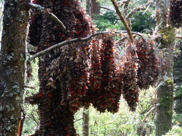 Monarchs clustered at Cerro Pelon Sanctuary.