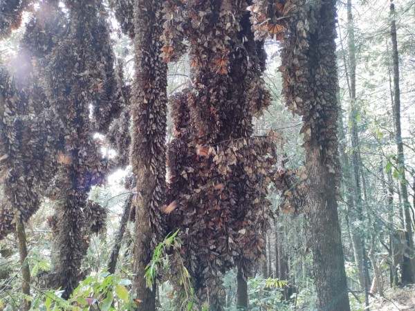 Monarchs clustered at Cerro Pelon sanctuary.