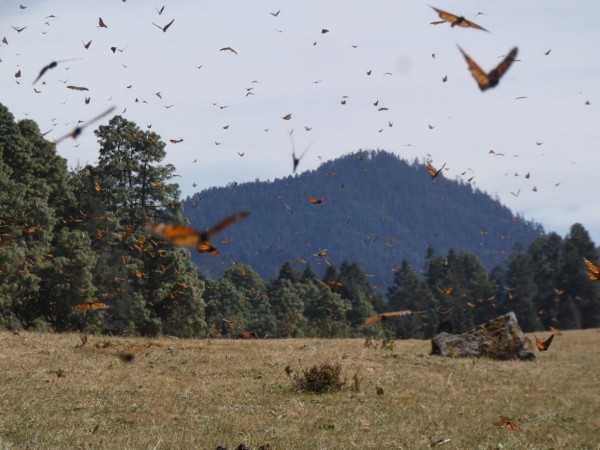 Monarchs flying at Cerro Pelon