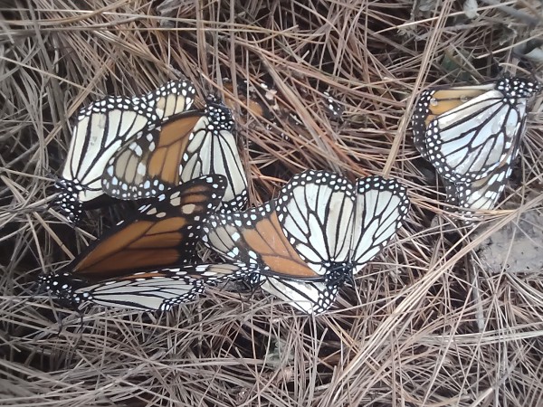 Deceased monarchs on forest floor.
