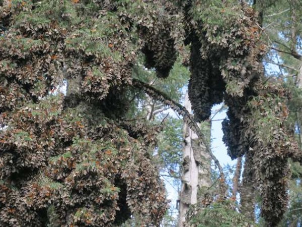 Monarchs clustered at Sierra Chincua Sanctuary.