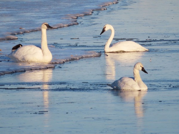 Trumpeter & Tundra Swans