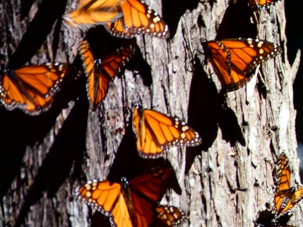Monarchs basking on a tree