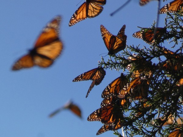 Monarchs clinging on a branch.