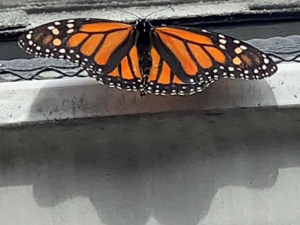 eclosed female monarch