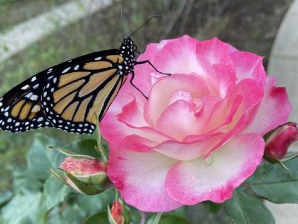 Monarch on rose
