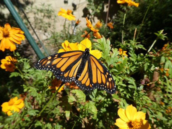 Monarch nectaring. 