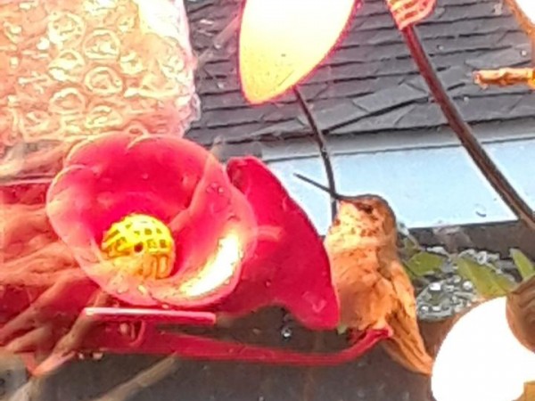 Rufous Hummingbird at feeder in Texas