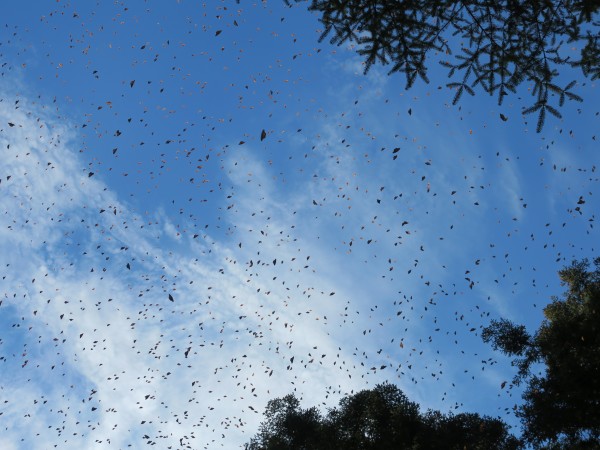 Monarchs in flight at El Rosario Sanctuary