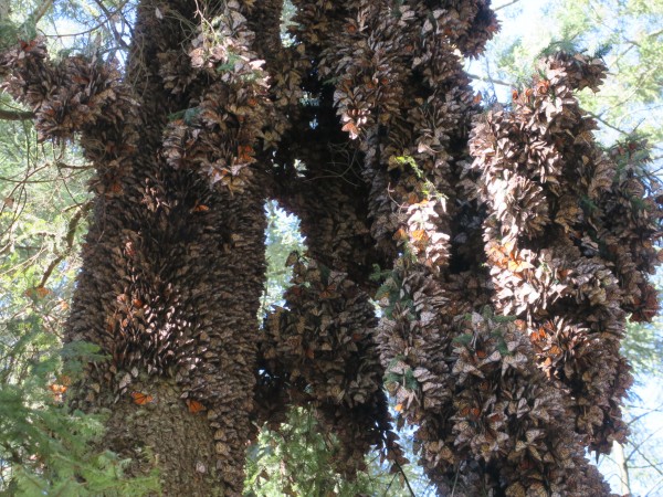 Clusters of Monarchs at El Rosario