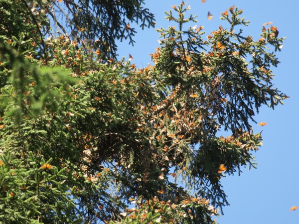 Clusters of Monarchs at Sierra Chincua