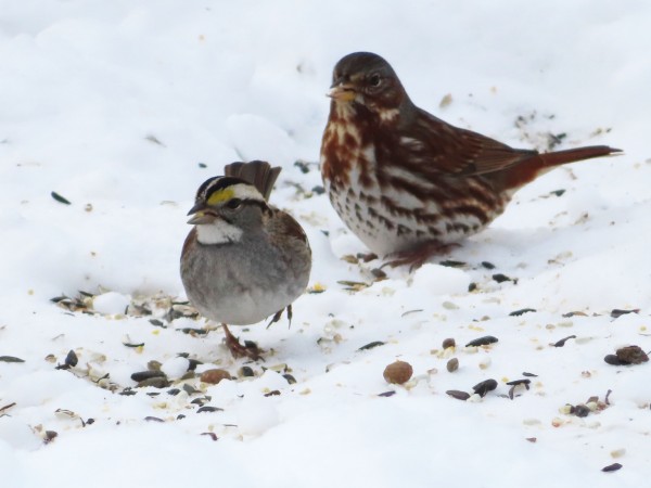 White-throated and Fox Sparrow.