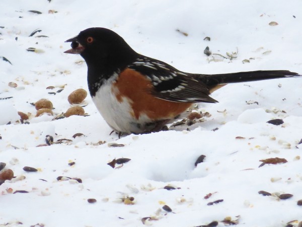 Spotted Towhee.