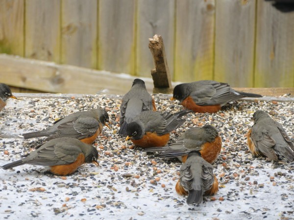 Robins feeding in Missouri
