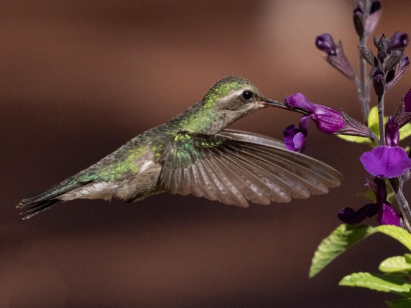 Broad-billed Hummingbird