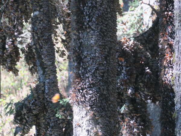 Monarchs clustered at Sierra Chincua Sanctuary.
