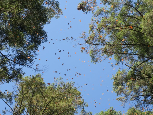 Monarchs flying at Sierra Chincua.