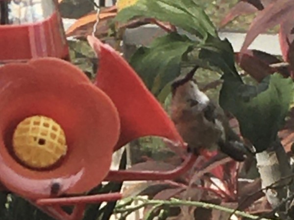 Hummingbird in Florida