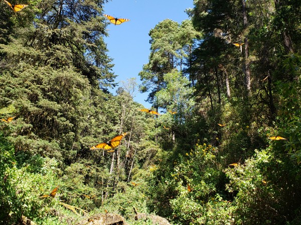 Monarchs at La Cañada