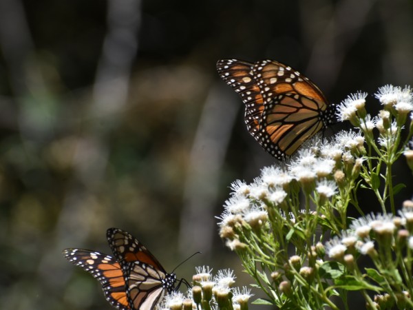 Nectaring monarchs.