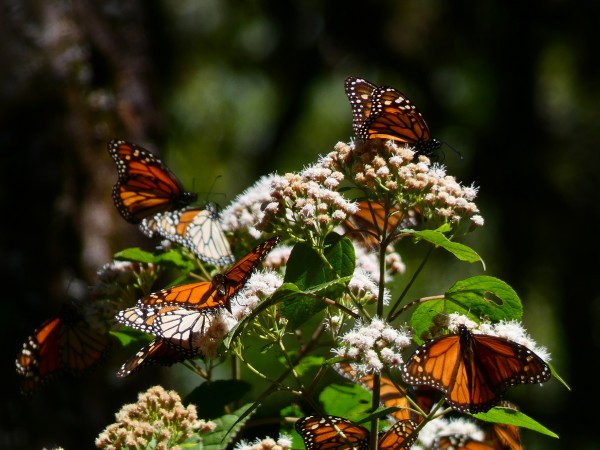 Monarchs at Cerro Pelon