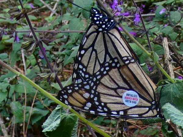Monarchs mating 
